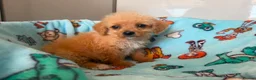 Jackapoo dogs for sale: Gorgeous Jackapoo puppies  - Advert 8