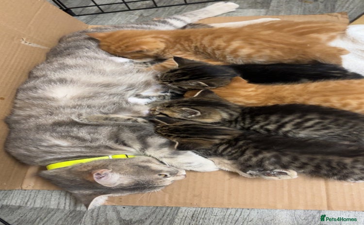 Bengal cats - Advert 1
