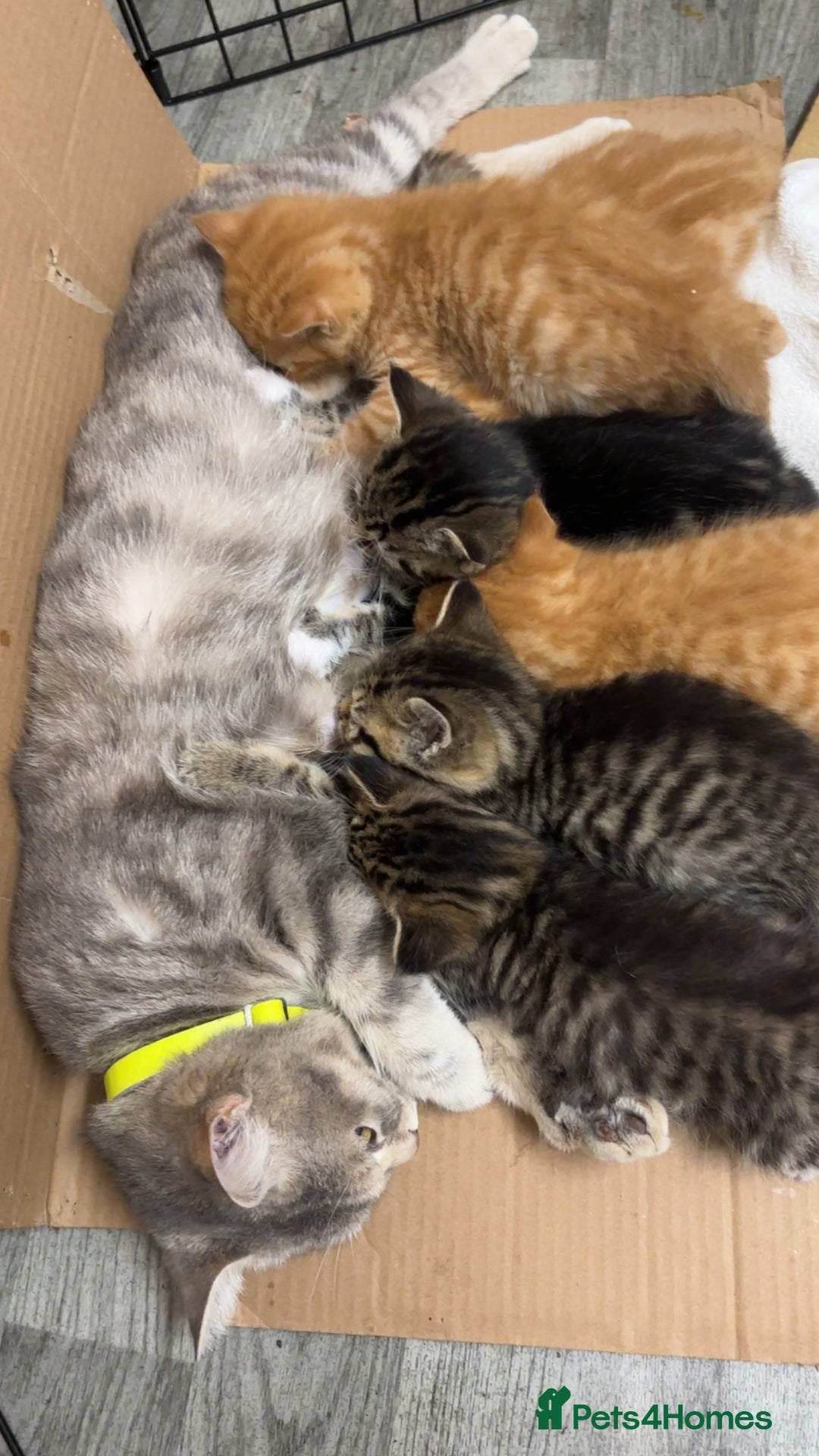 Bengal cats for sale: BENGAL KITTENS - Image 1