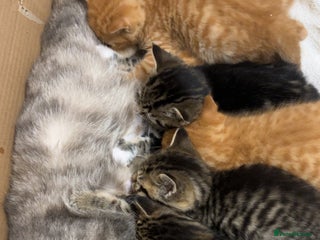 Bengal cats - Advert 10