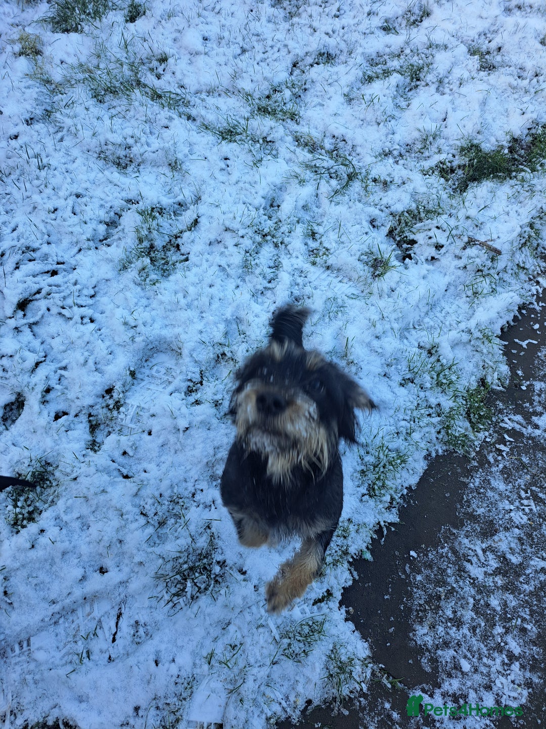 Mixed Breed dogs for sale: Willow - Advert 2