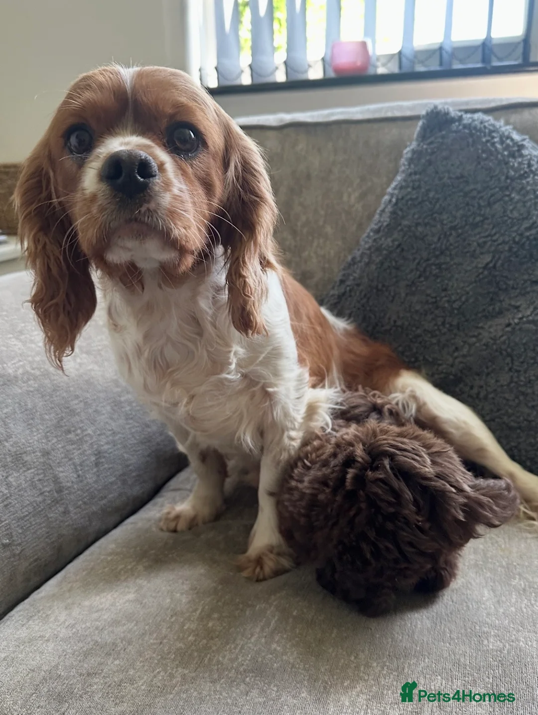 Cavapoo dogs for sale: Absolute stunning little girl  - Advert 2
