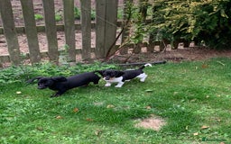 Miniature Dachshund dogs for sale: Beautiful mini daxi puppies pra clear READY NOW - Image 22