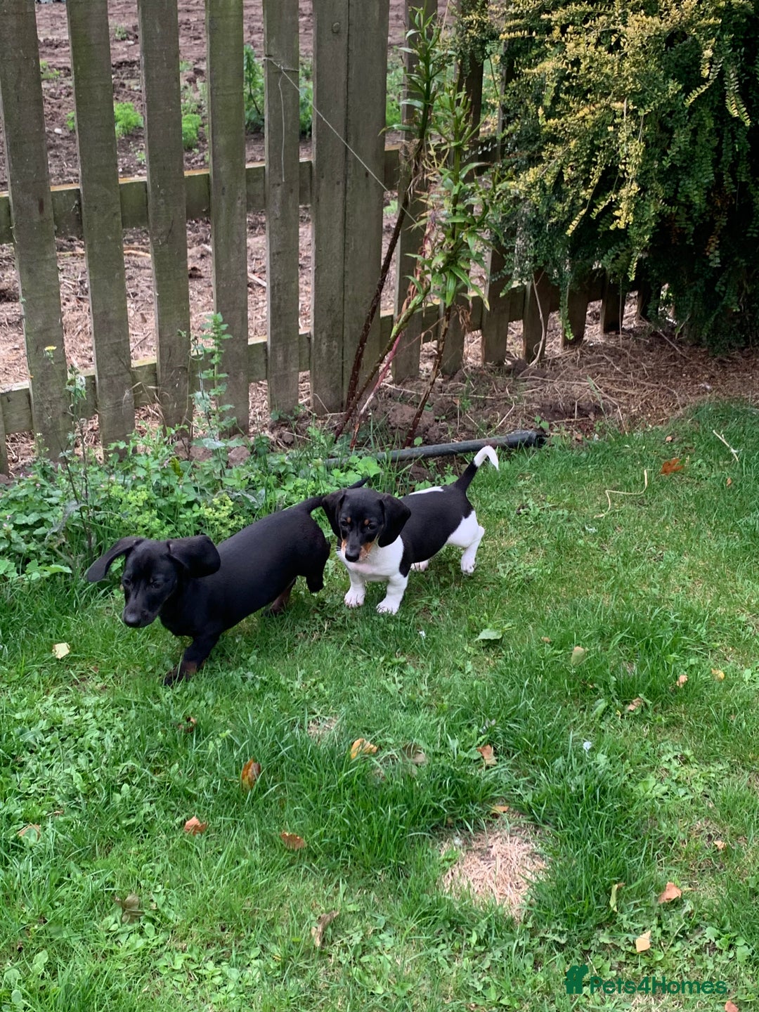 Miniature Dachshund dogs for sale: Beautiful mini daxi puppies pra clear READY NOW - Image 22