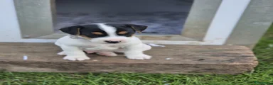 Jack Russell 2