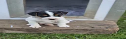Jack Russell dogs for sale: Tess & jacks puppies - Advert 16