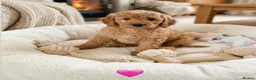 Mixed Breed dogs for sale: Multigen Labradoodle Puppies DNA Clear Parents 🧬  - Advert 10
