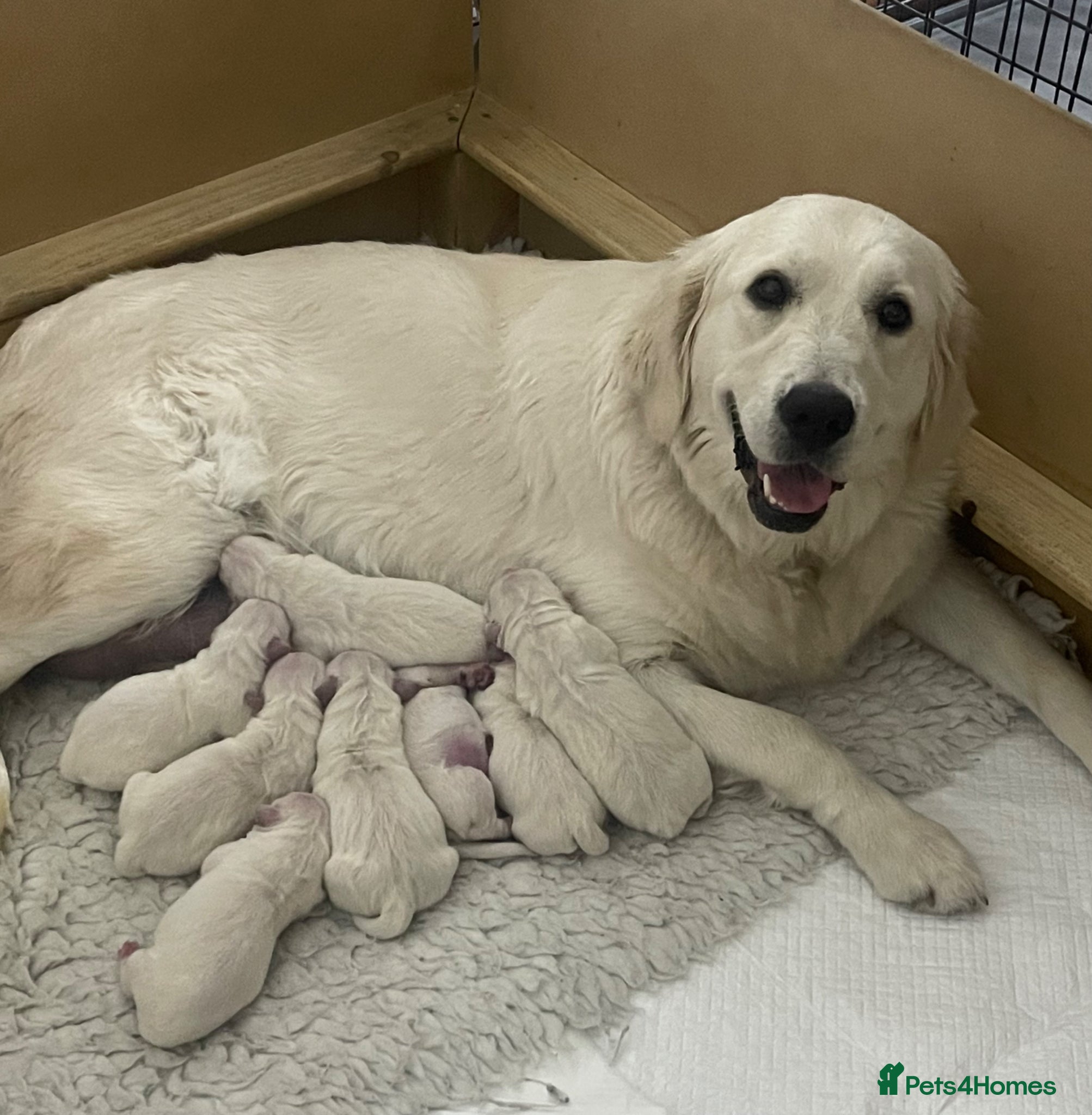 Golden Retriever dogs Gorgeous white golden retriever puppy  - Advert 5