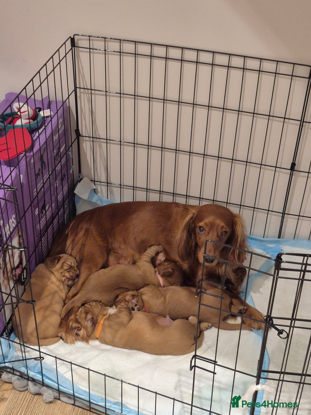 Cocker Spaniel dogs for sale: KC reg,Adorable,Golden Working CockerSpaniel Pupps - Advert 14