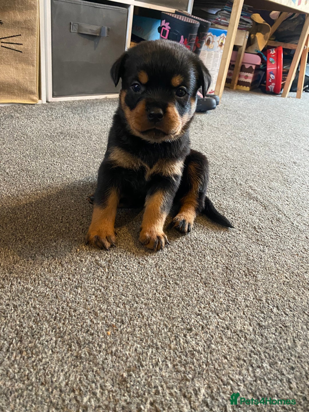 Rottweiler dogs for sale: Hulk and Ruby Rottweiler puppies  - Advert 25