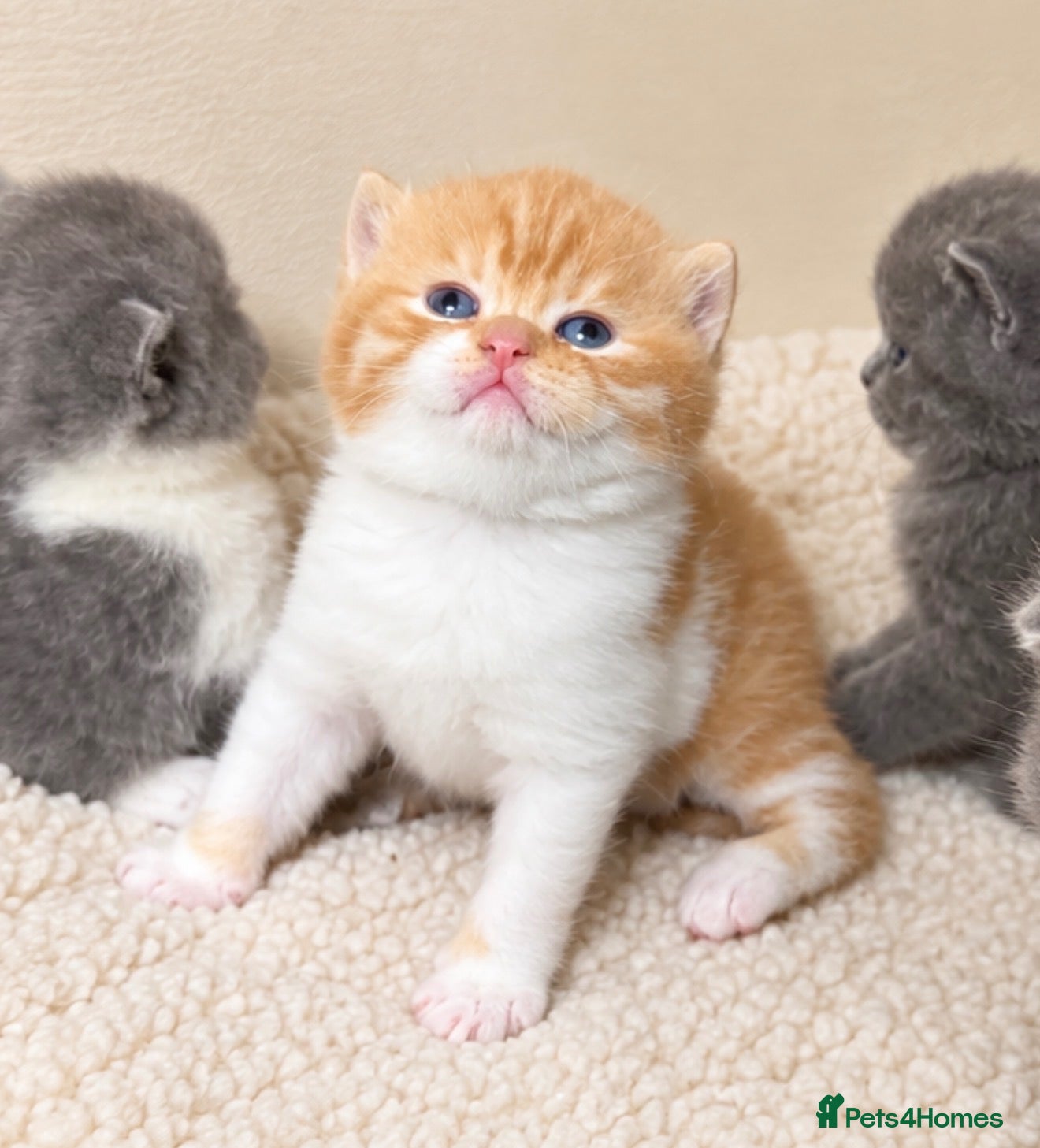British Shorthair cats Champion GCCF british shorthair kittens  - Advert 2