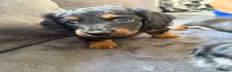 Miniature Dachshund dogs for sale: 3 miniature dachshunds 1 girl 2 boys  in Chatteris - Advert 4