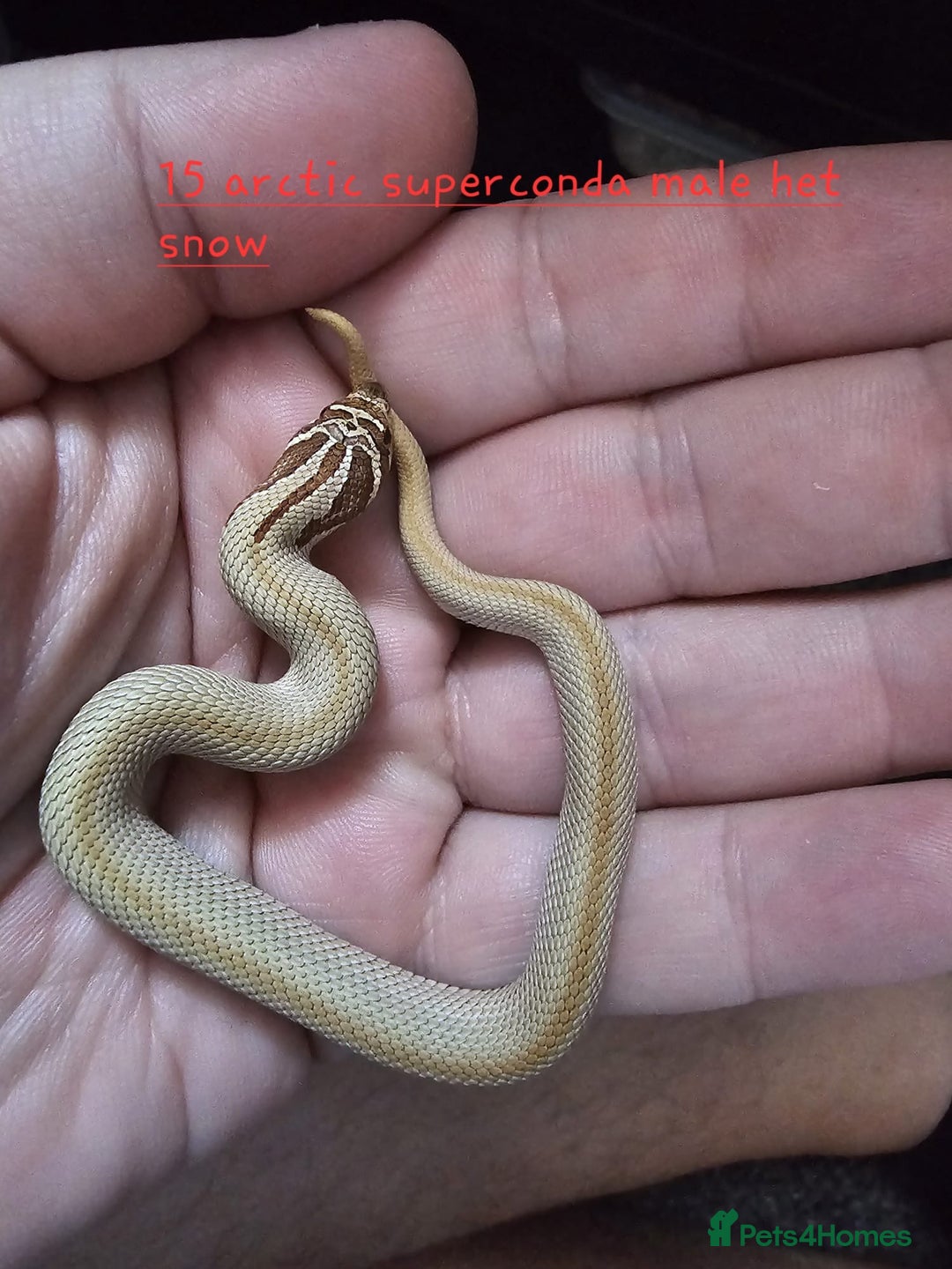 Snake reptiles for sale: Western Hognose Snakes  - Image 5