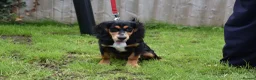 Cocker Spaniel dogs for sale: 5 Months Old Male Working Cocker KC Reg - Advert 26