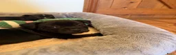 Staffordshire Bull Terrier dogs for sale: KC Registered Staffordshire Bull Terrier Puppies. - Advert 21
