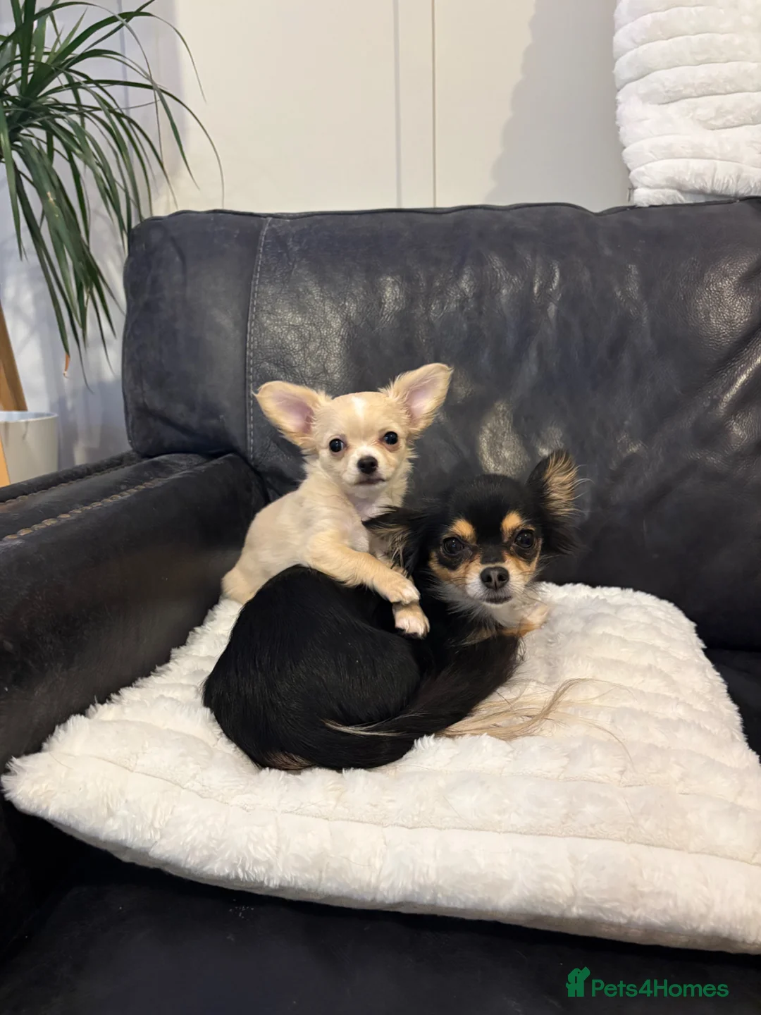 Chihuahua dogs for sale: Long coat chihuahua puppy  in Harlow - Advert 3