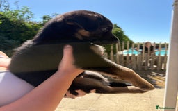 German Shepherd dogs for sale: German Shepherd Puppies - Image 8
