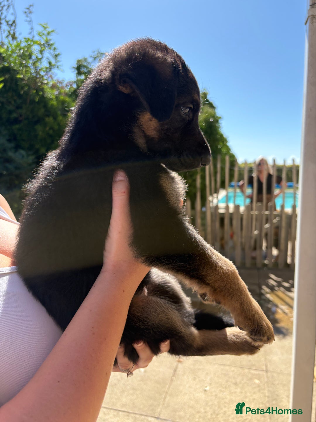 German Shepherd dogs for sale: German Shepherd Puppies - Image 8