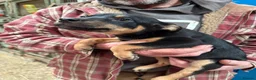 Australian Kelpie dogs for sale: Australian kelpie puppies - Advert 18
