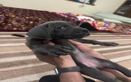 Cane Corso dogs for sale: Pure Pedigree Cane Corso Puppies - Image 17