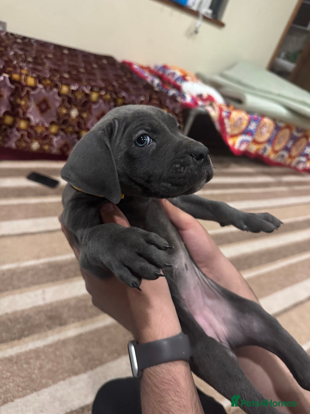 Cane Corso dogs for sale: Pure Pedigree Cane Corso Puppies - Image 17