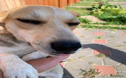Mixed Breed dogs for adoption: 💖🐶 ROSITA 🐶💖 - Image 10