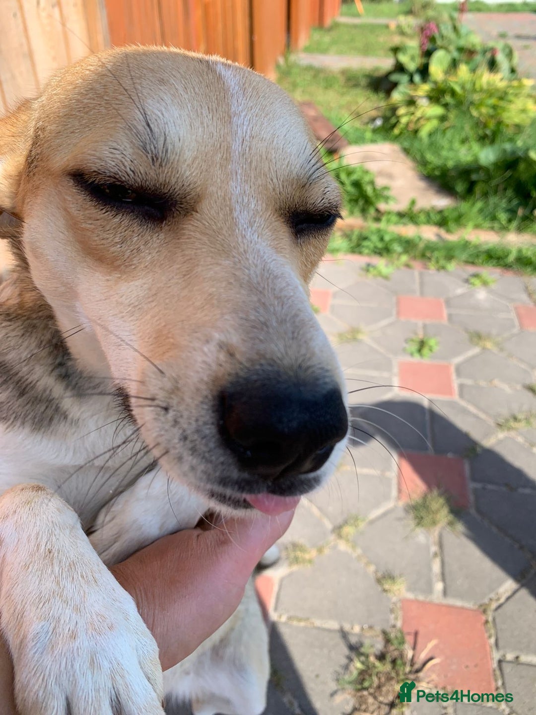 Mixed Breed dogs for adoption: 💖🐶 ROSITA 🐶💖 - Image 10