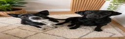 Borador dogs for sale: Beautiful borador puppies  - Advert 5