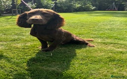 Cocker Spaniel dogs for sale: 5 beautiful kc working cocker spaniels  - Image 8