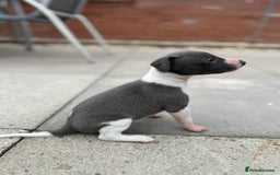 Whippet dogs for sale: Beautiful kc registered whippets - Image 11