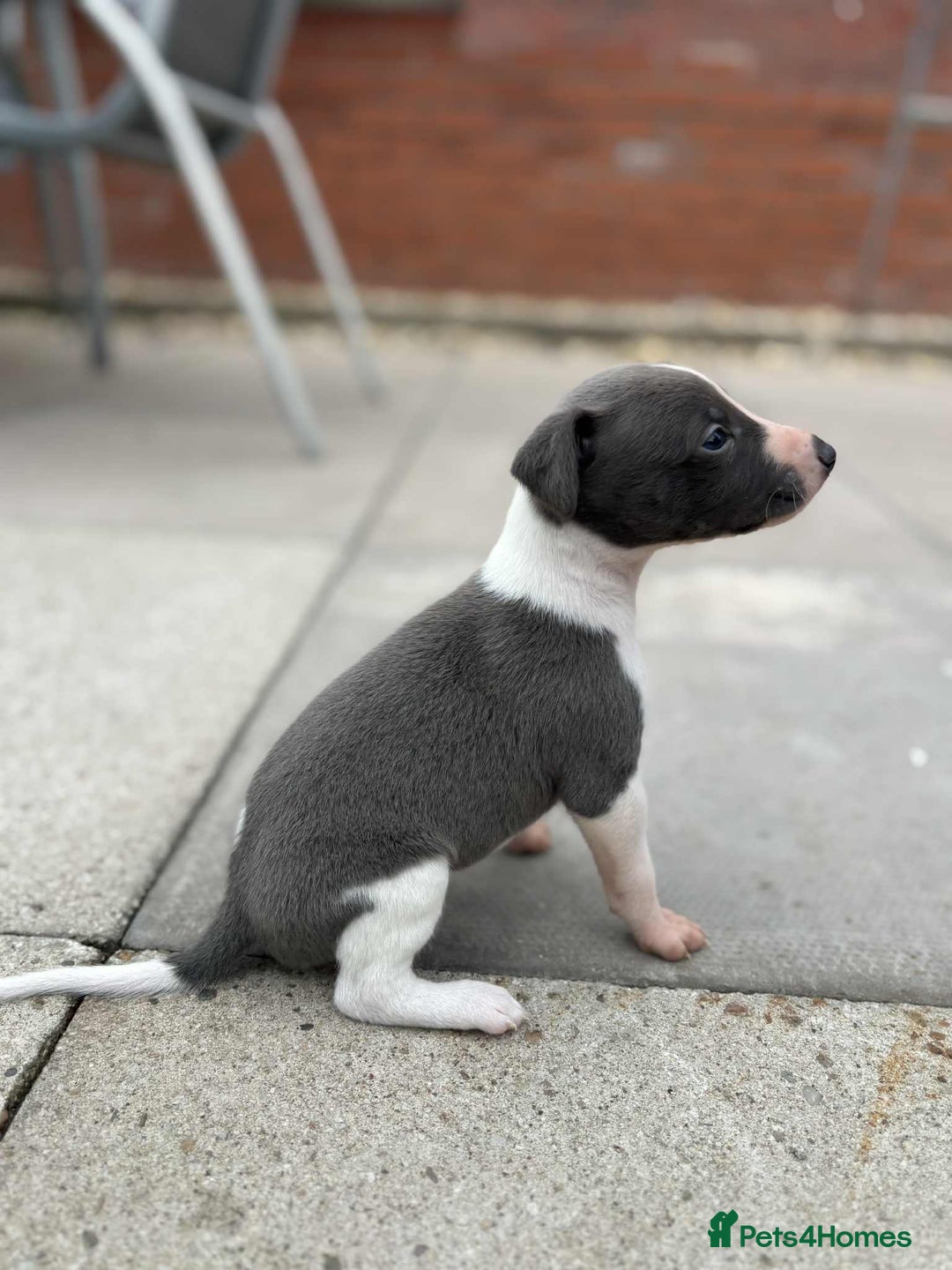 Whippet dogs for sale: Beautiful kc registered whippets - Image 11