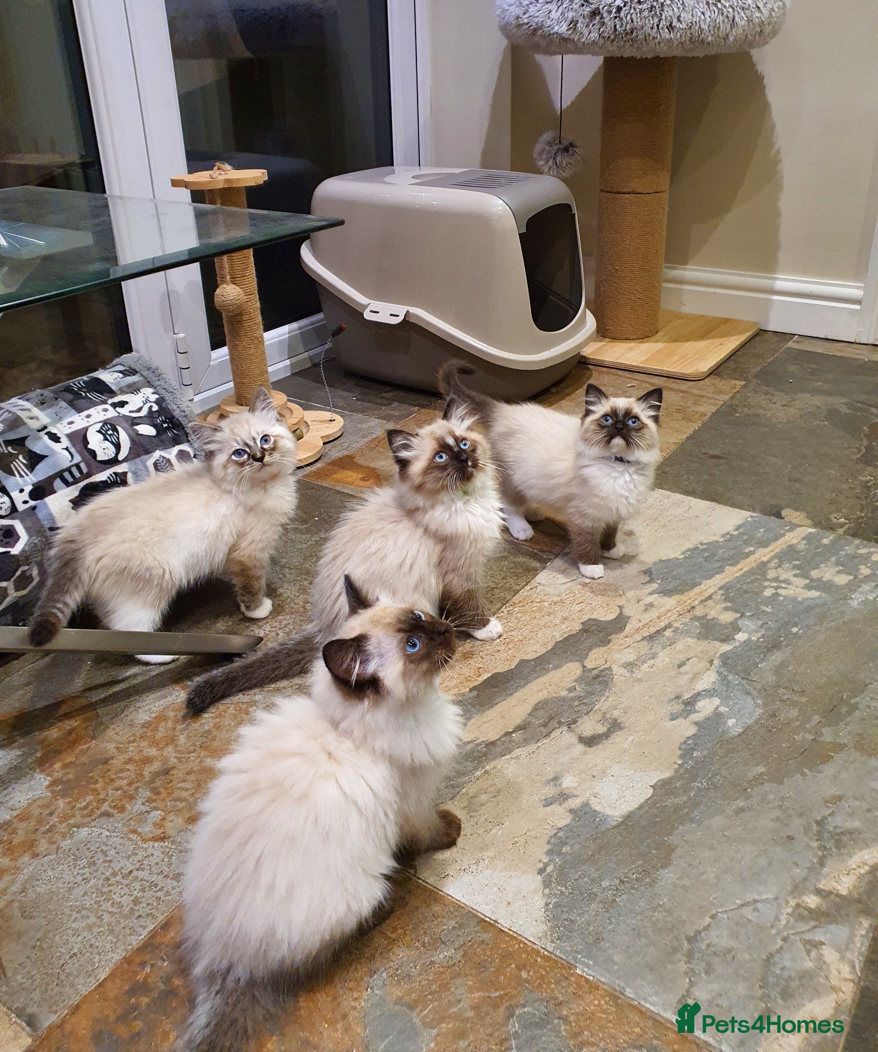 Ragdoll cats Stunning GCCF Registered Ragdoll Kittens. - Advert 2