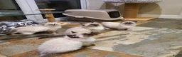 Ragdoll cats for sale: Stunning GCCF Registered Ragdoll Kittens. - Advert 2