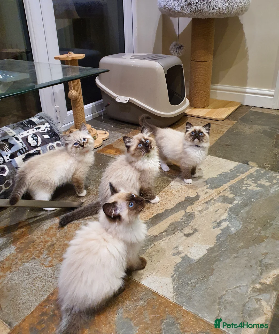 Ragdoll cats for sale: Stunning GCCF Registered Ragdoll Kittens. - Advert 2