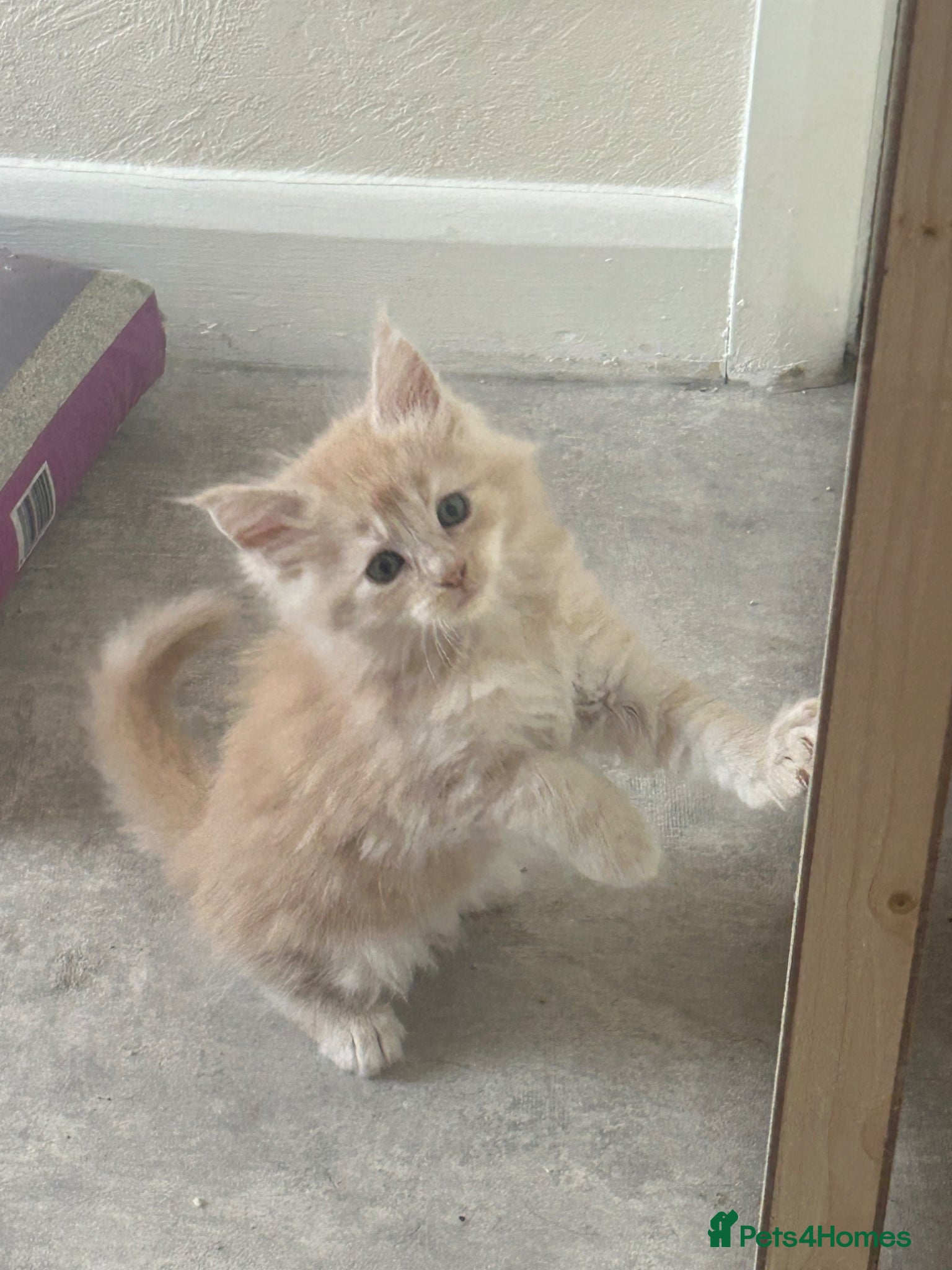 Maine Coon cats GCCF FULLY HEALTH TESTED MAINE COONS 😻😻 - Advert 6