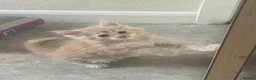 Maine Coon cats for sale: READY TO LEAVE PRICE REDUCTION  😻😻 - Advert 27