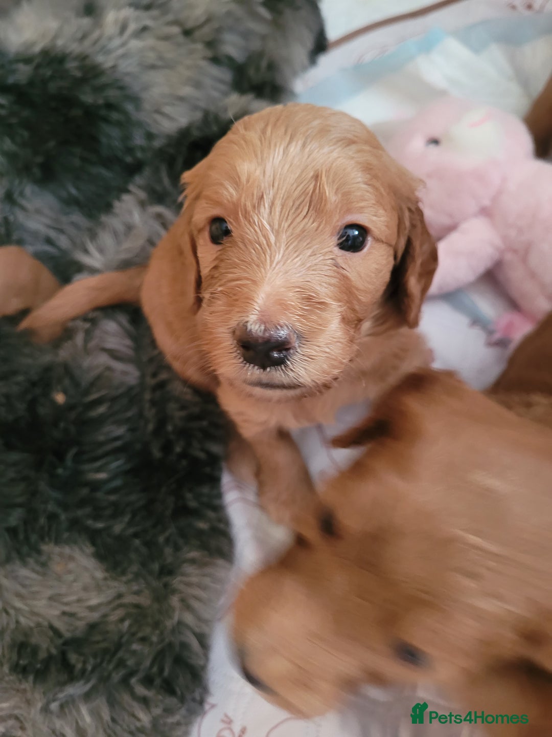 Goldendoodle dogs for sale: Goldendoodle puppies, beautiful boys and girls. - Image 9