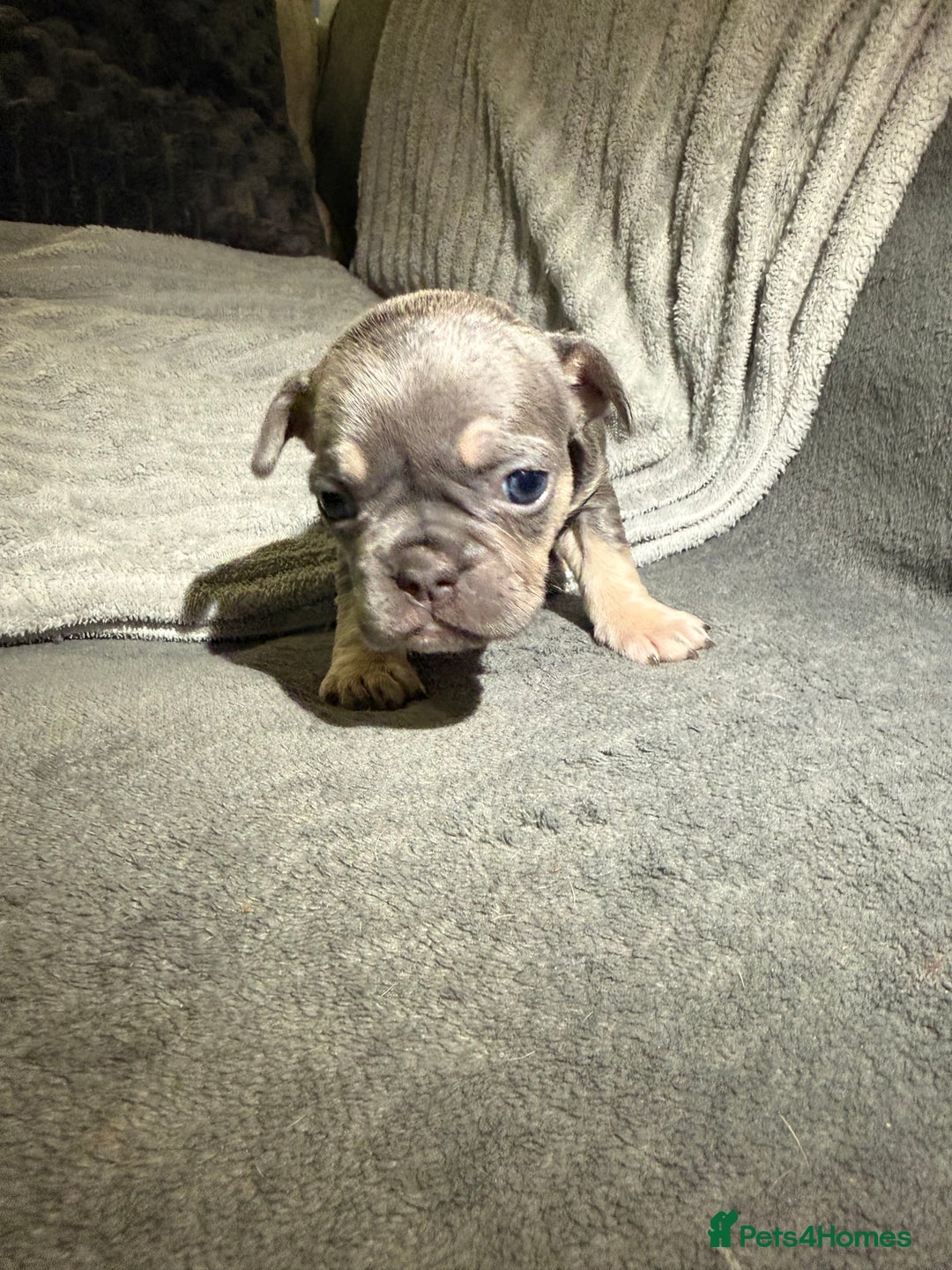French Bulldog dogs for sale: French Bulldog Puppies–Looking for Forever Homes - Advert 2