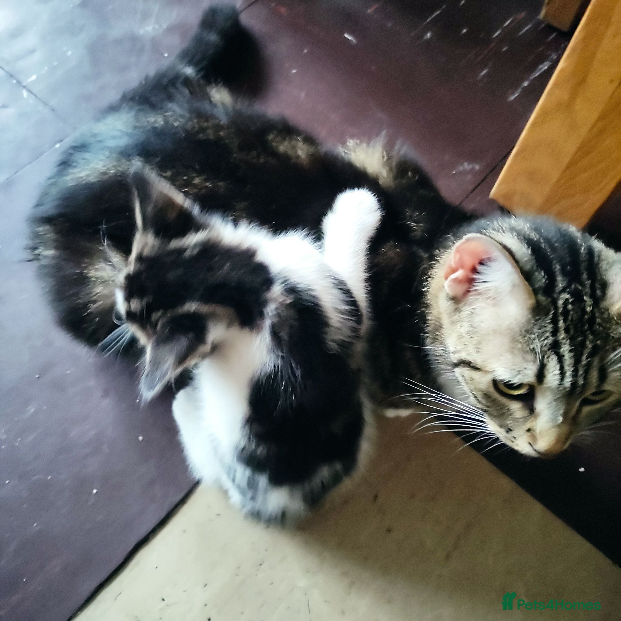 Mixed Breed cats Male Kitten – 4 Weeks Old (Not Ready Yet) - Advert 17