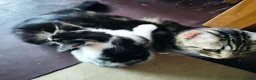 Mixed Breed cats for sale: Male Kitten – 4 Weeks Old (Not Ready Yet) - Advert 1