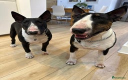 English Bull Terrier dogs for sale: Champion line EBT Puppies - Image 6