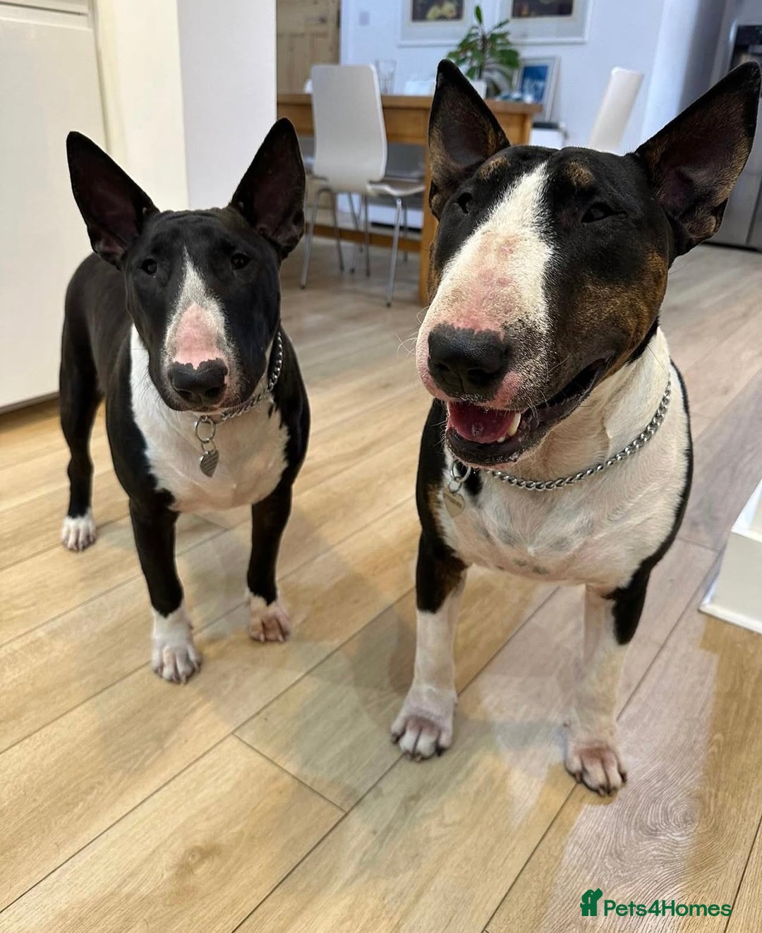 English Bull Terrier dogs for sale: Champion line EBT Puppies - Image 6