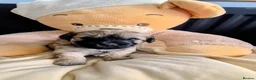 Mixed Breed dogs for sale: Cavapooshon puppies  in Nairn - Advert 3
