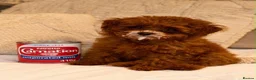 Poodle dogs for sale: Tiny boy teacup poodle  - Advert 7