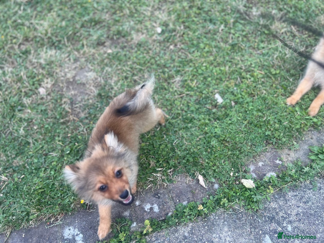 German Spitz dogs for sale: 4x Beautiful German Spitz Pomeranian Puppies  - Image 25