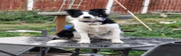 Border Collie dogs for adoption: ❤️Millie fabulous  18-month-old Border Collie ❤️ - Advert 16