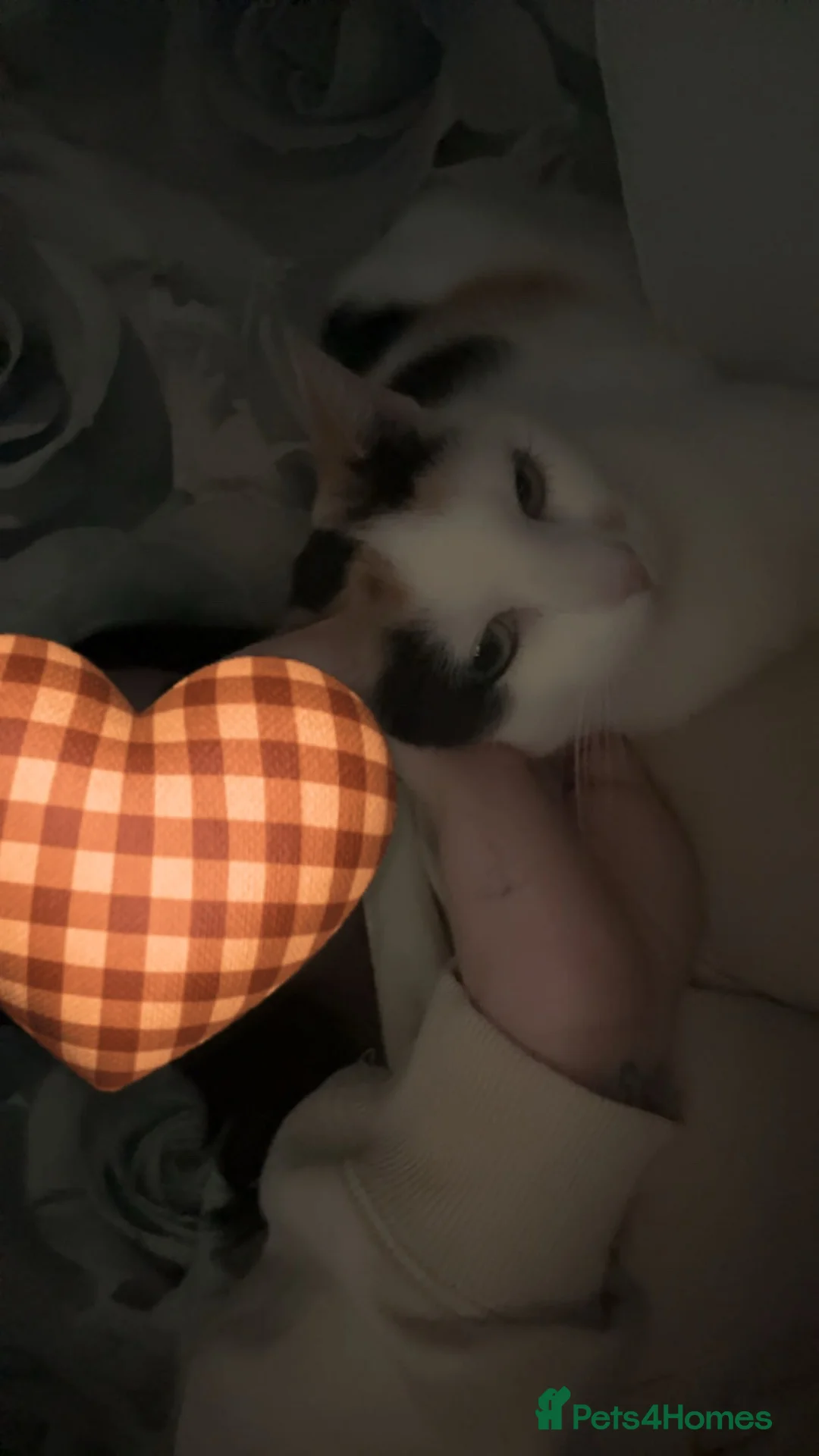 Domestic Shorthair cats for sale: Cali & Coco in Nottingham - Advert 2