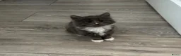 British Longhair cats for sale: 5 stunning kittens  - Advert 4