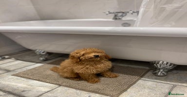 Cavachon dogs Cavapoochon puppies for sale - Advert 5