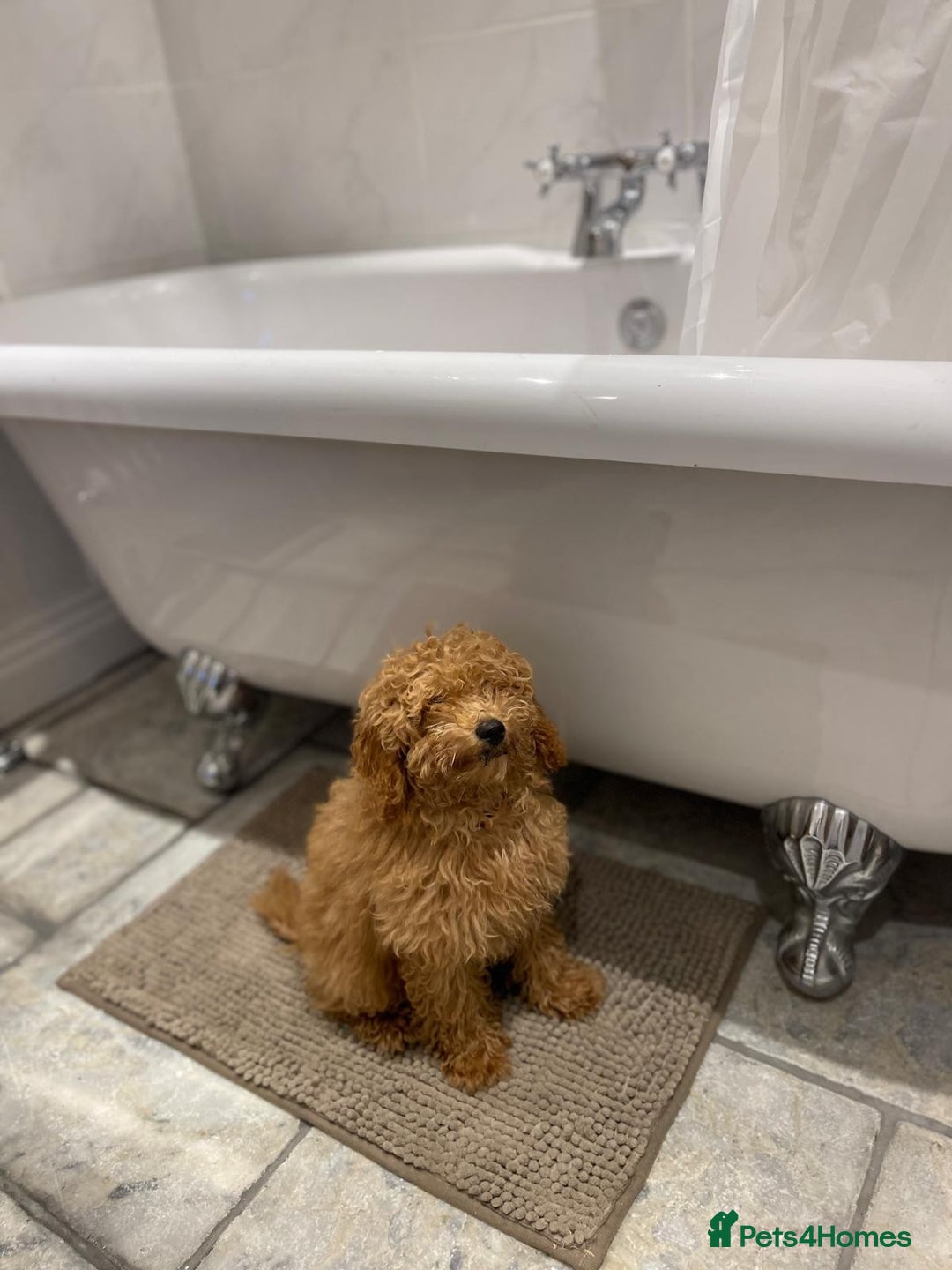 Cavachon dogs for sale: Cavapoochon puppies for sale - Advert 3